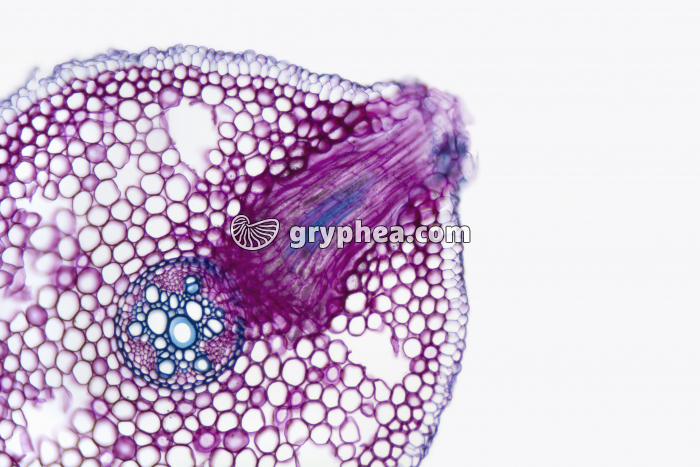 Radicelle - Naissance d'une radicelle sur une racine CT x25 - gryphea.com